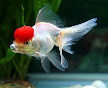 办公室金鱼风水